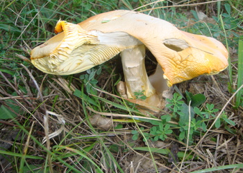 Kaiserling (Amanita caesarea) - © Bernard Wieser